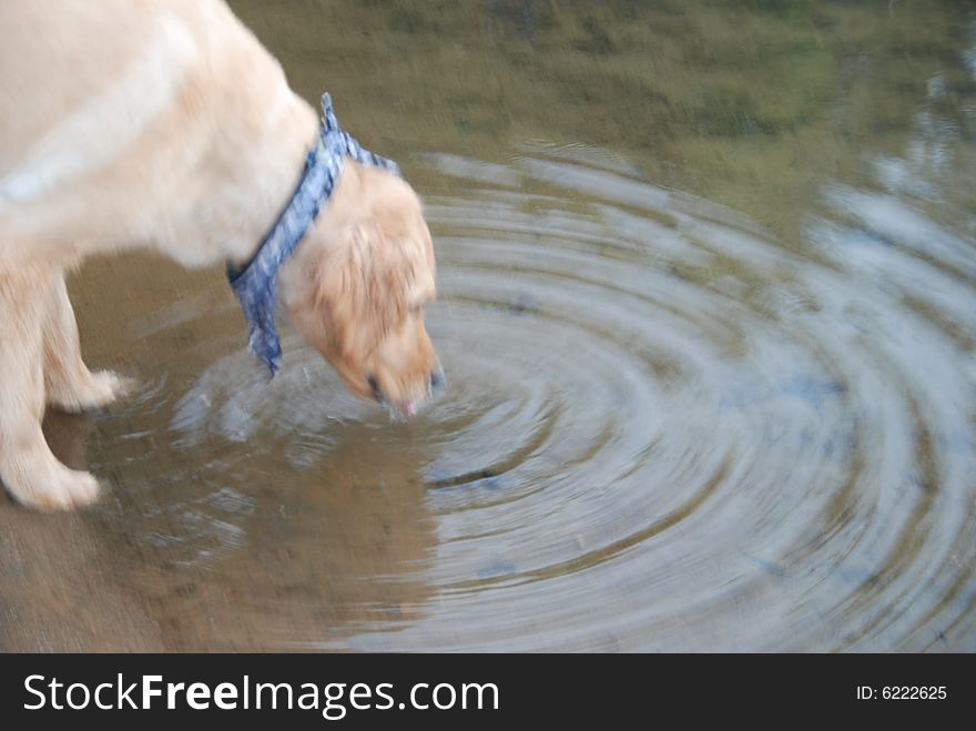 A golden retriever drinking from the lake. A golden retriever drinking from the lake