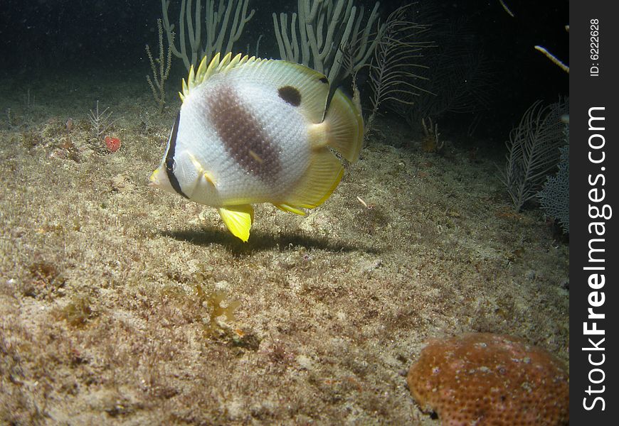 This foureye butterflyfish was taken at night when we were diving to see the coral spawn recently. They feed on gamete bundles of symmetrical Brain coral releases.