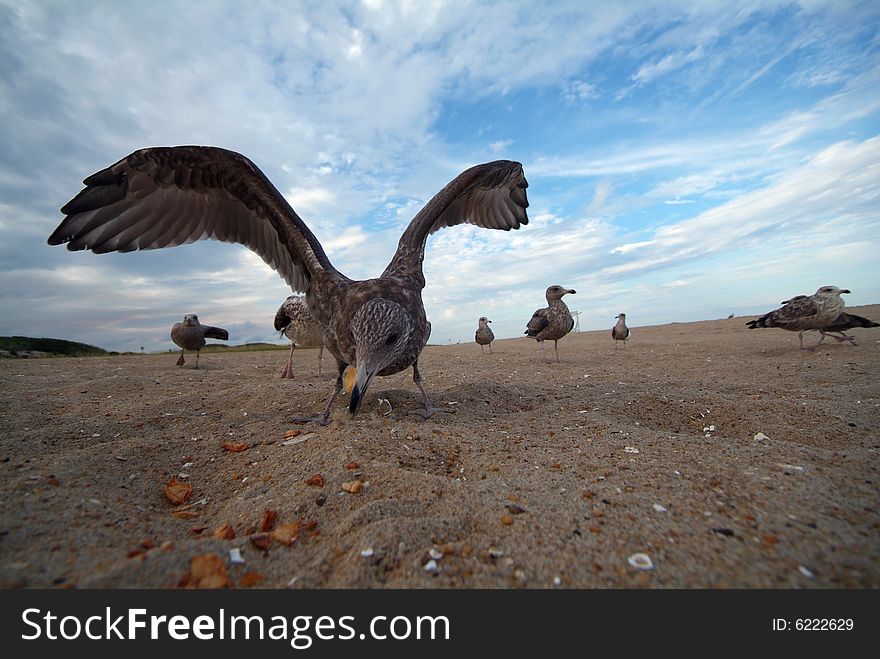 Seagull looking right into lens of camera with wings spread wide angle lens. Seagull looking right into lens of camera with wings spread wide angle lens