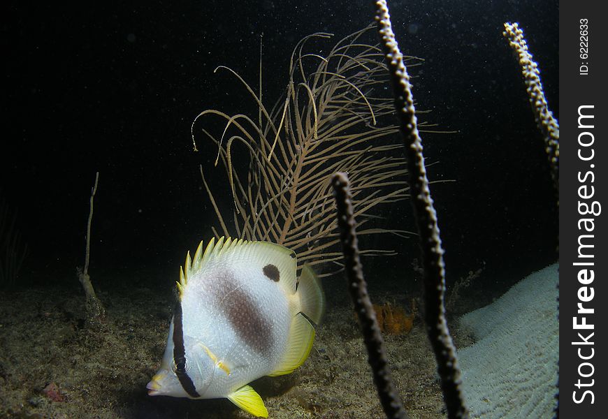 This foureye butterflyfish was taken at night when we were diving to see the coral spawn Aug 23,2008. This was taken at a depth of 45 feet.