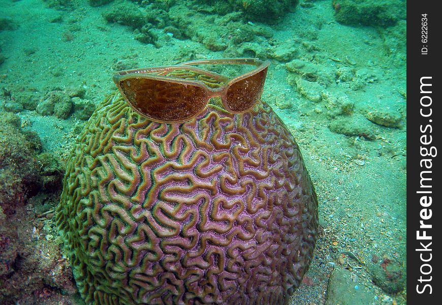 This Grooved Brain Coral had a pair of sunglasses sitting on top and the sun pasting through them gave the coral a really cool look. I also found a nice pair of sun glasses. This Grooved Brain Coral had a pair of sunglasses sitting on top and the sun pasting through them gave the coral a really cool look. I also found a nice pair of sun glasses.