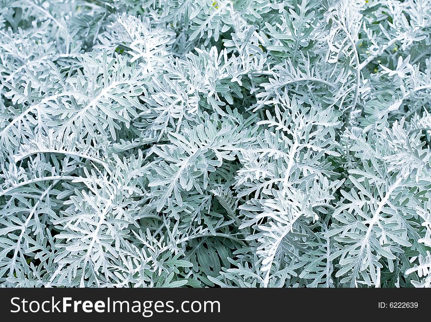 Natural background of cool plant in winter