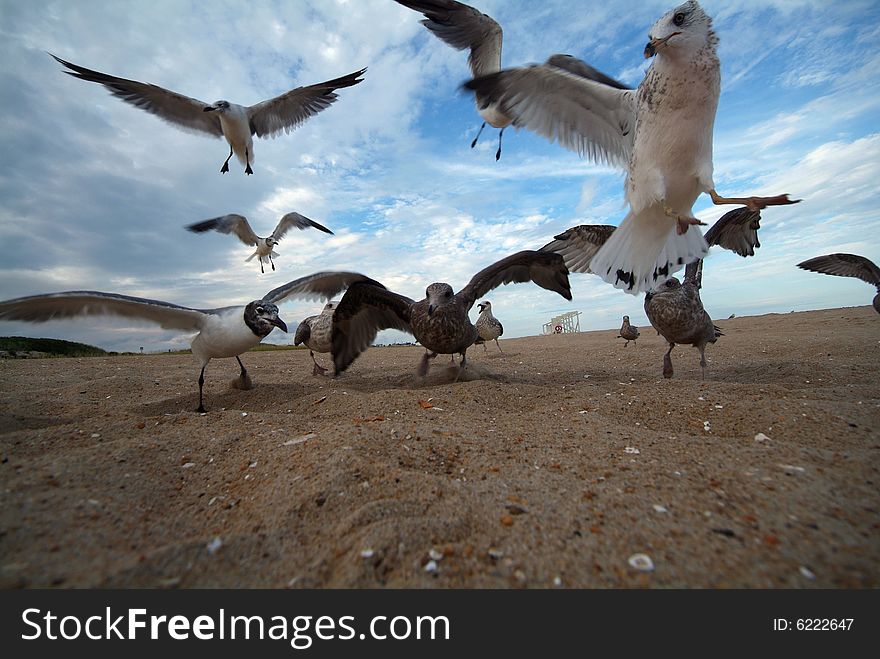 Seagulls with wings spread wide angle lens. Seagulls with wings spread wide angle lens