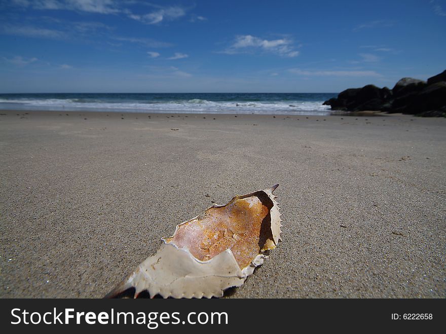 Blue claw crab shell on beach wide angle shot