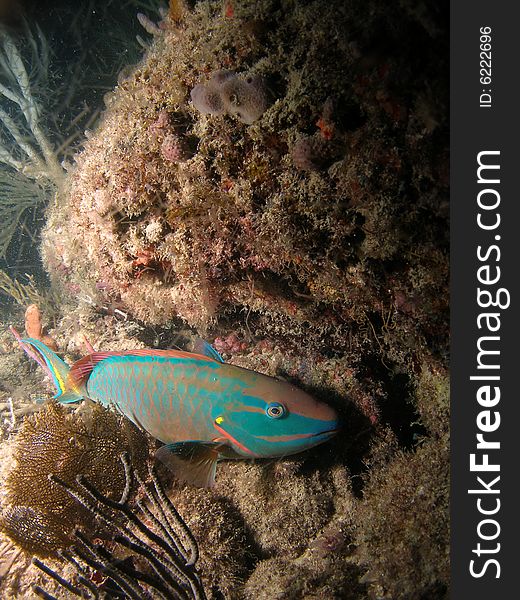 Spotlight parrotfish common to Florida and the Caribbean. They like to scrape algae from rocks and coral. This one looks like hes taking a rest and was taken on one of my night dives.