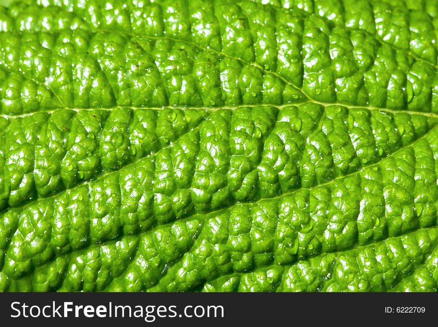 Natural background macro shot of green leaf. Natural background macro shot of green leaf