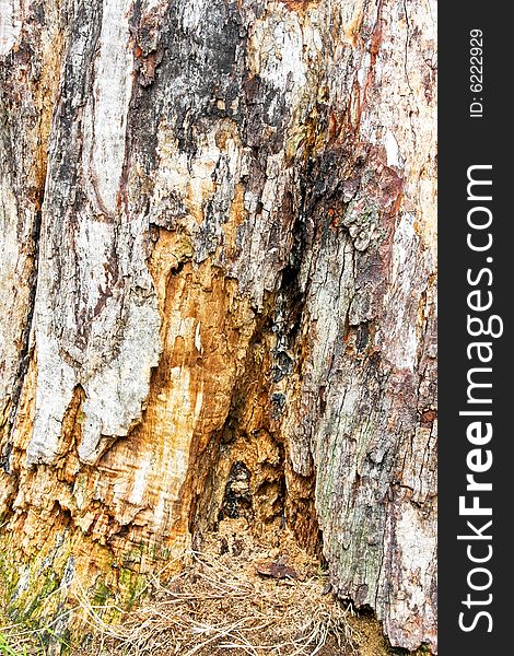 Detail shot of old tree stump remains. Detail shot of old tree stump remains