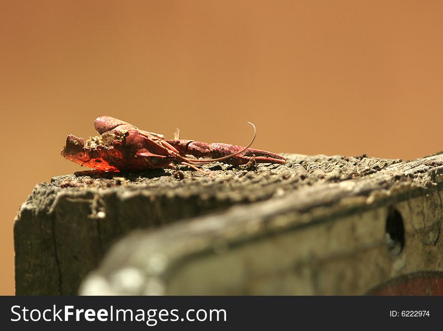 Dead crayfish on a sign post