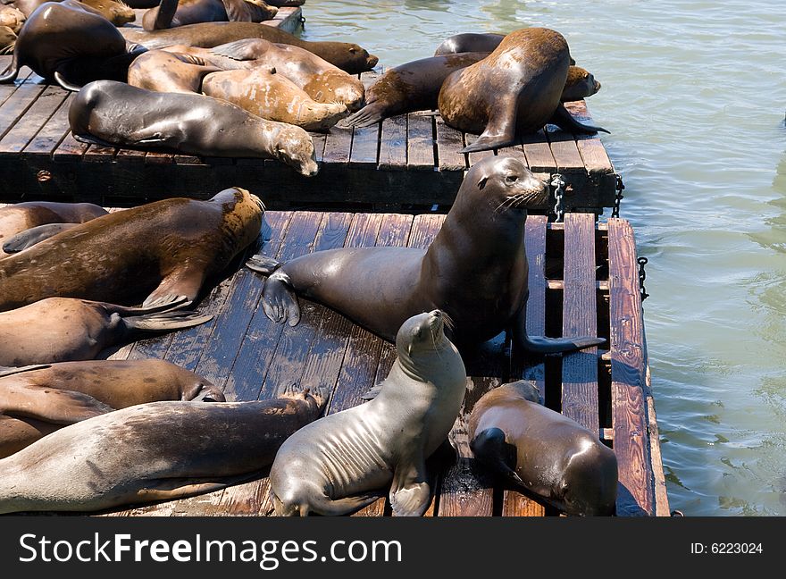 Sea-lions on the ponton