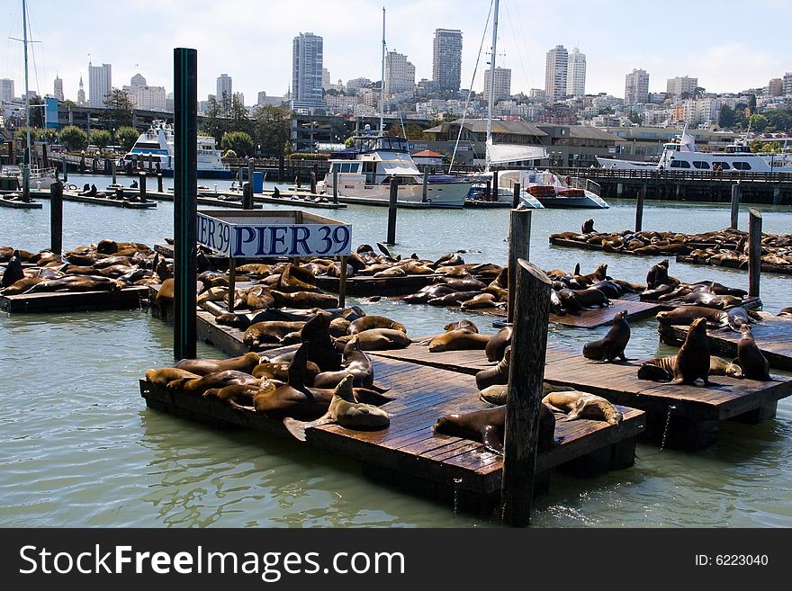 Sea-lions on the pier in San Francisco