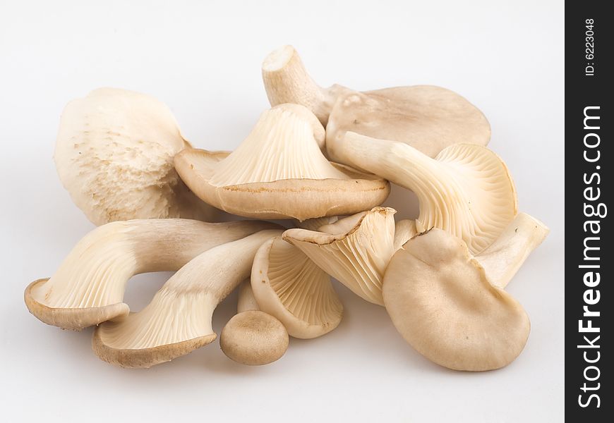 Oyster Mushrooms