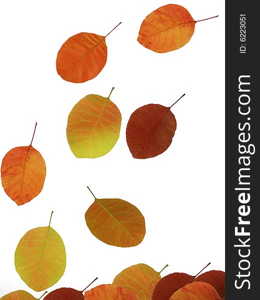 Autumn leaves isolated on white