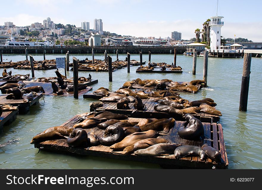 Sea-lions on the pier in San Francisco