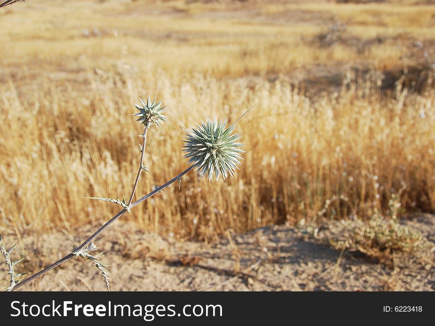 Lonely green thorn in dry desert. Lonely green thorn in dry desert