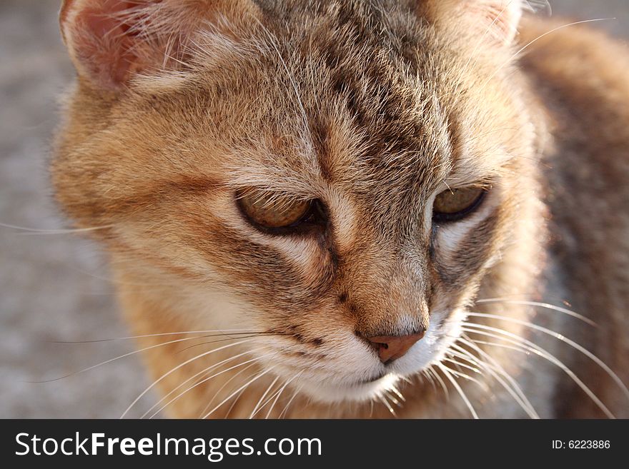 Outdoor close up of an unkempt cat at dusk