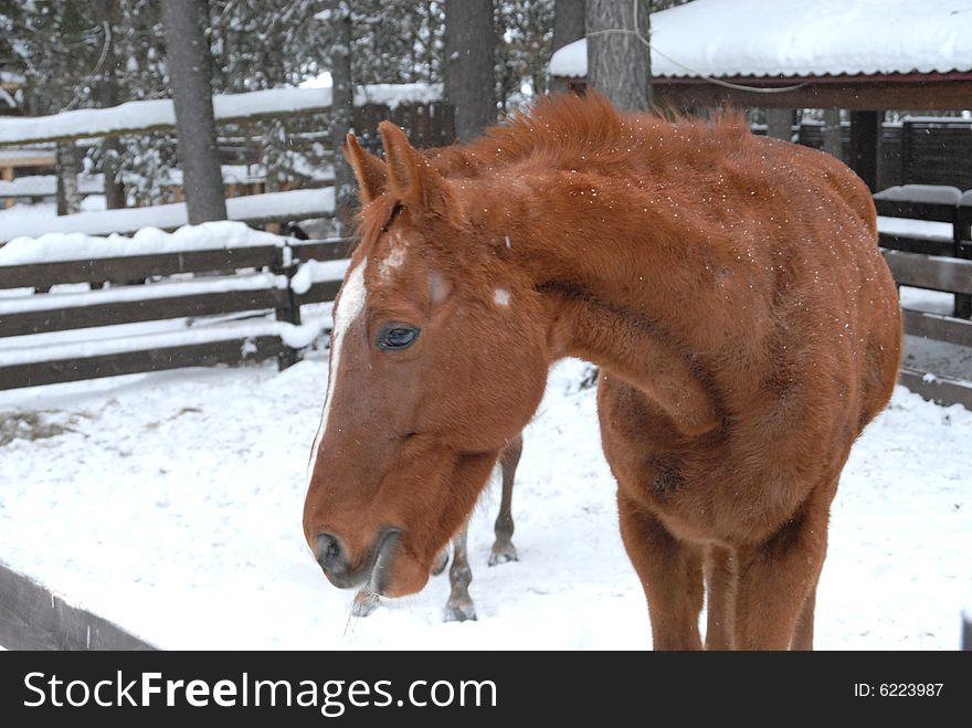 Horse head shot of a beautiful red horse