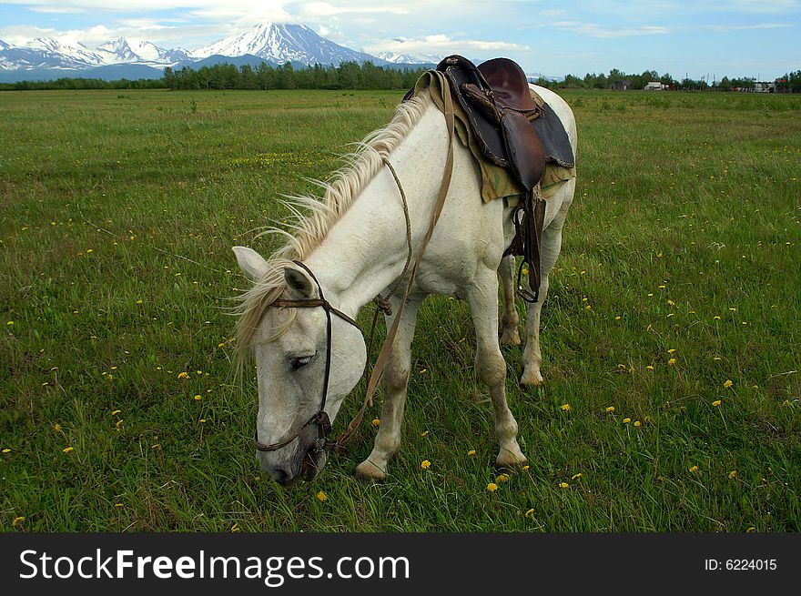 The horse with saddle grazes on glade with yellow flower.