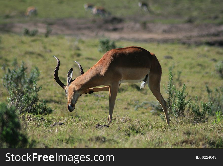 A male impala in a game park in south africa