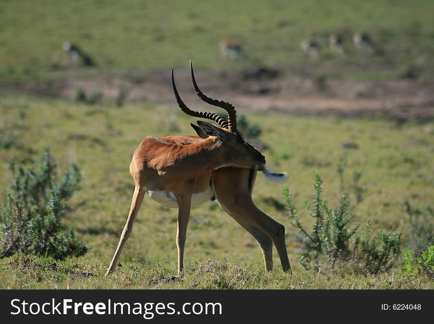 A male impala scratching his rear in a game park in south africa. A male impala scratching his rear in a game park in south africa