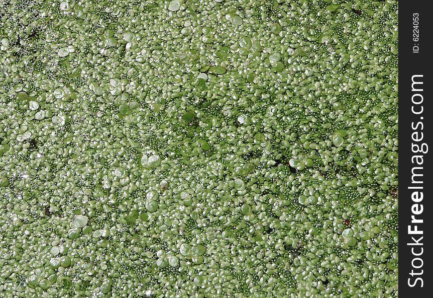 Duckweed grows on the surface of water in the swamp, her eating duck