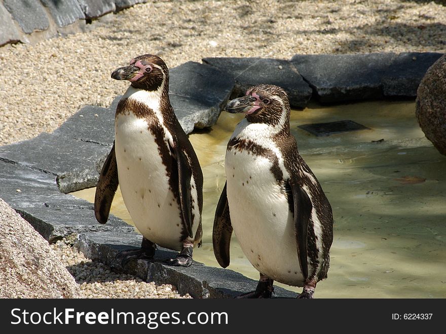 Two penguins are staying together in the sun
