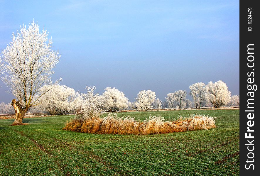 A field of green wheat and trees covered by frost. A field of green wheat and trees covered by frost