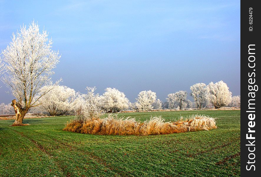 A Filed Of Wheat In Winter