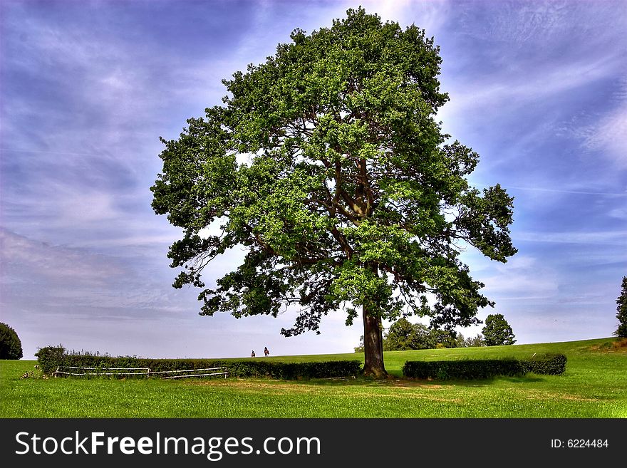 Horse Riders Under Big Oak Tree