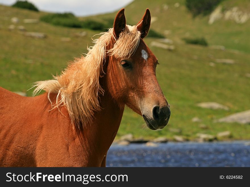 A portrait of a horse