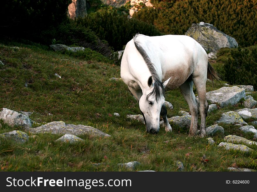 A white horse in the middle of the meadow