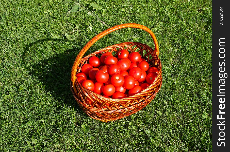 Basket of tomatoes sitting on the lawn. Basket of tomatoes sitting on the lawn