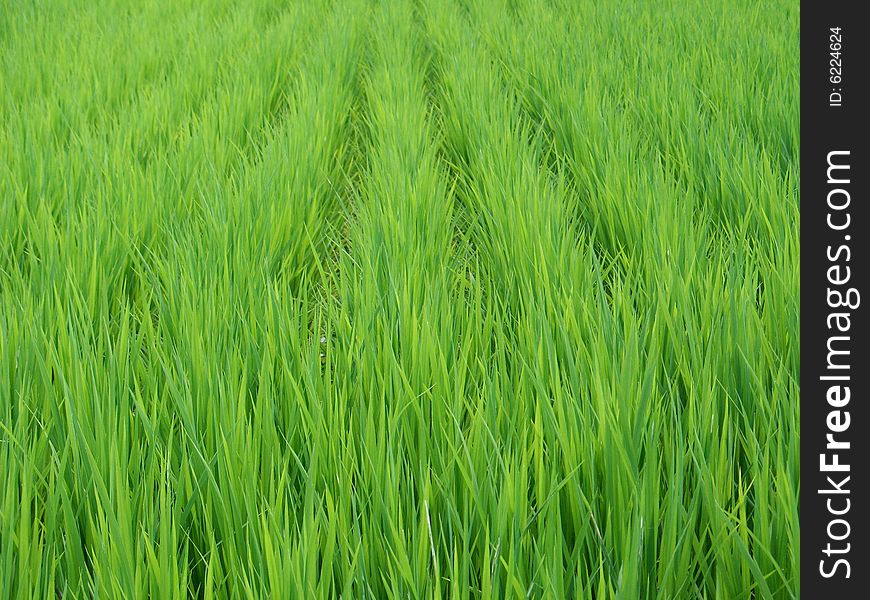 Rice field in Japan near Nagasaki