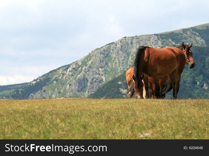 Two horses in the meadow on a mountain area