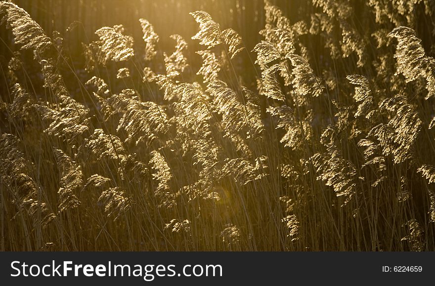 Bent-grass waving in wind front of the sun. Bent-grass waving in wind front of the sun