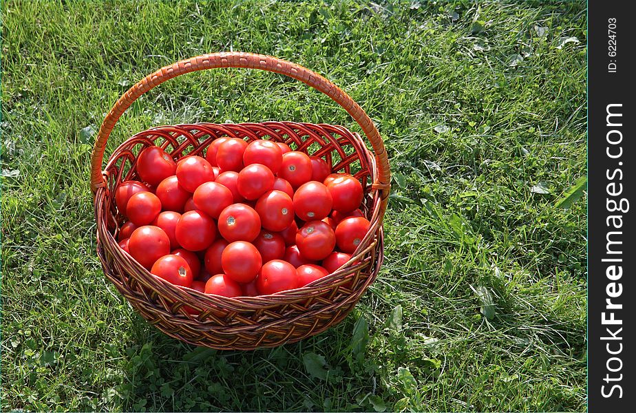 Basket of tomatoes sitting on the lawn. Basket of tomatoes sitting on the lawn