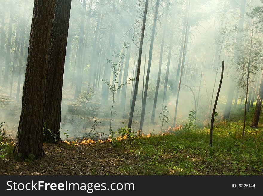 Fire in the pine tree forest. Fire in the pine tree forest