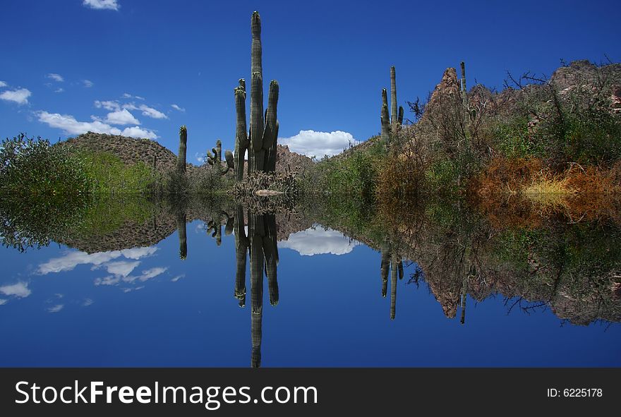 Cactus reflections in the Ariziona desert. Cactus reflections in the Ariziona desert