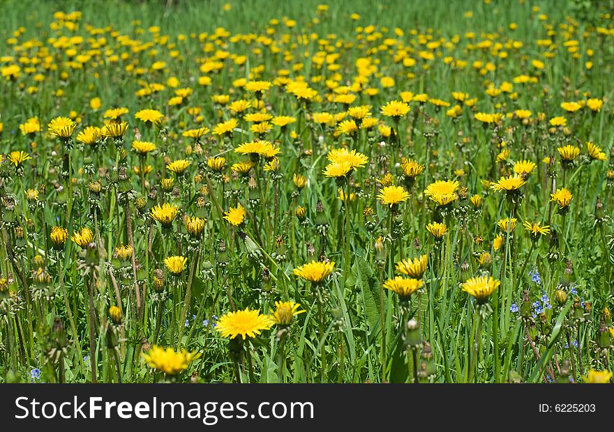 Yellow dandelion field in perspective