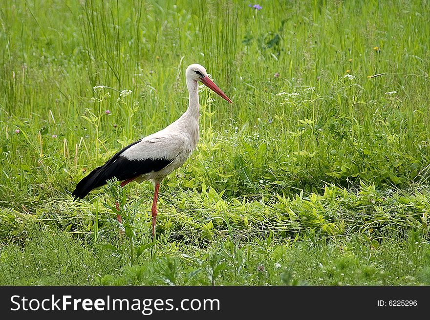 Stork searching for frog in fresh high the meadow grass. Stork searching for frog in fresh high the meadow grass