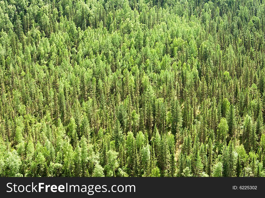 Bright green coniferous forest background