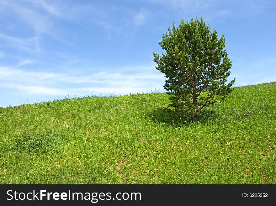 Lonely tree in the field. Lonely tree in the field