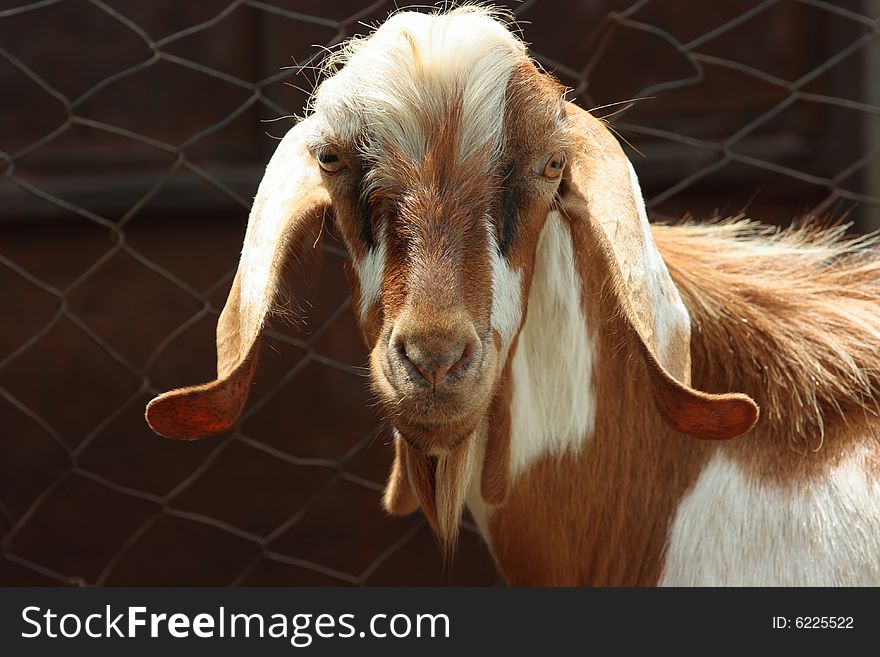 Portrait of funny lop-eared goat