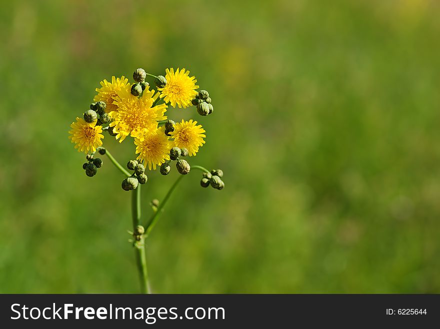 Dandelion on grass backgound