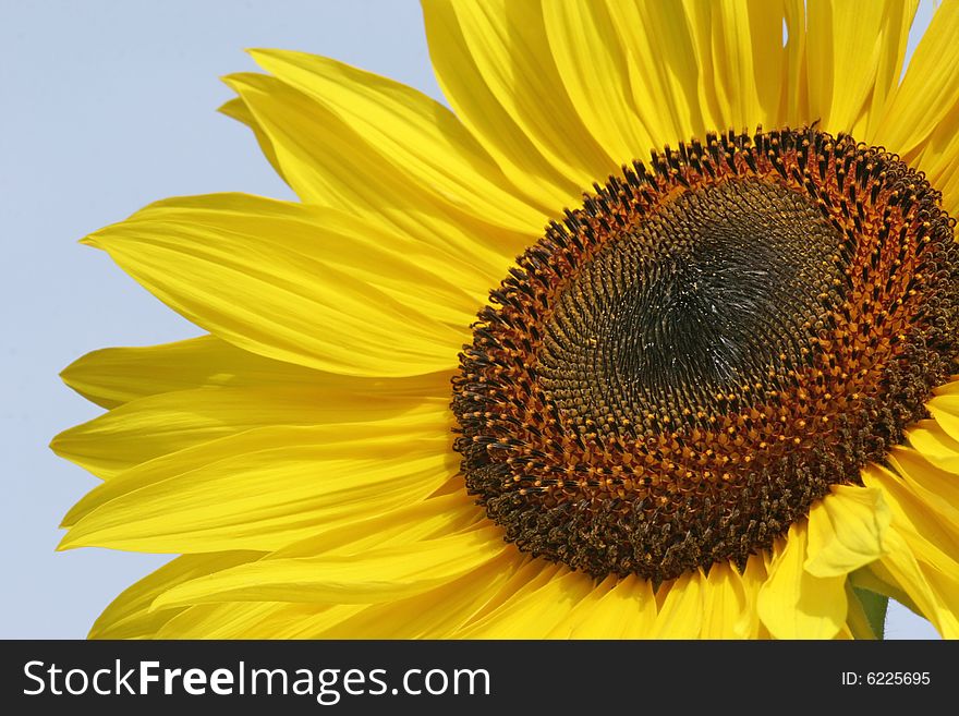 Close-up of bright yellow sunflower. Shallow depth of field to soften petals. Focus is on center of seedbed. Close-up of bright yellow sunflower. Shallow depth of field to soften petals. Focus is on center of seedbed.