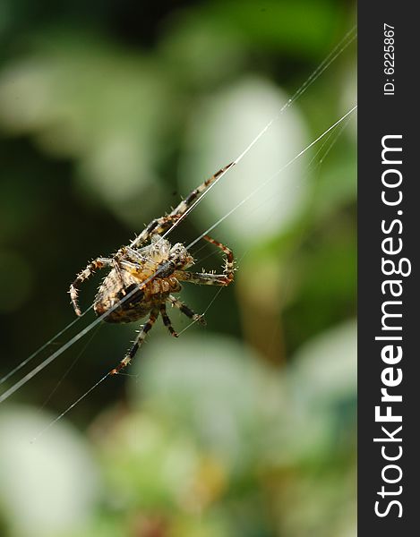 Photo of a cross spider in his web in nature.