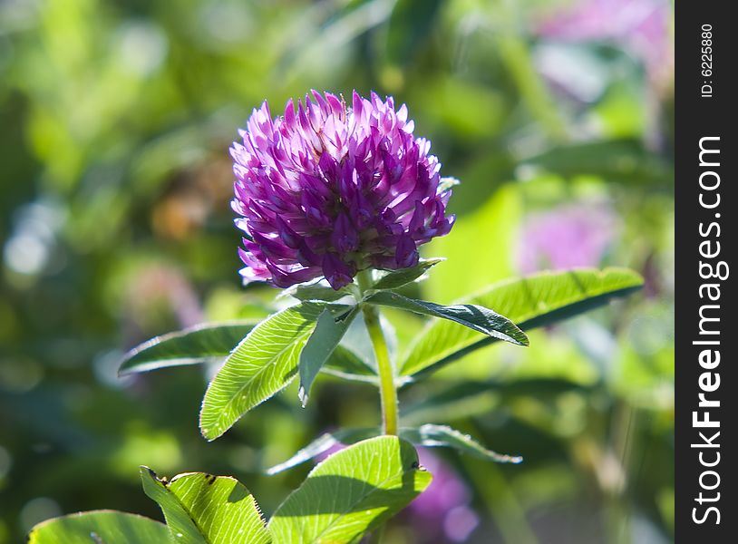 A macro shot of beautiful clover on green background