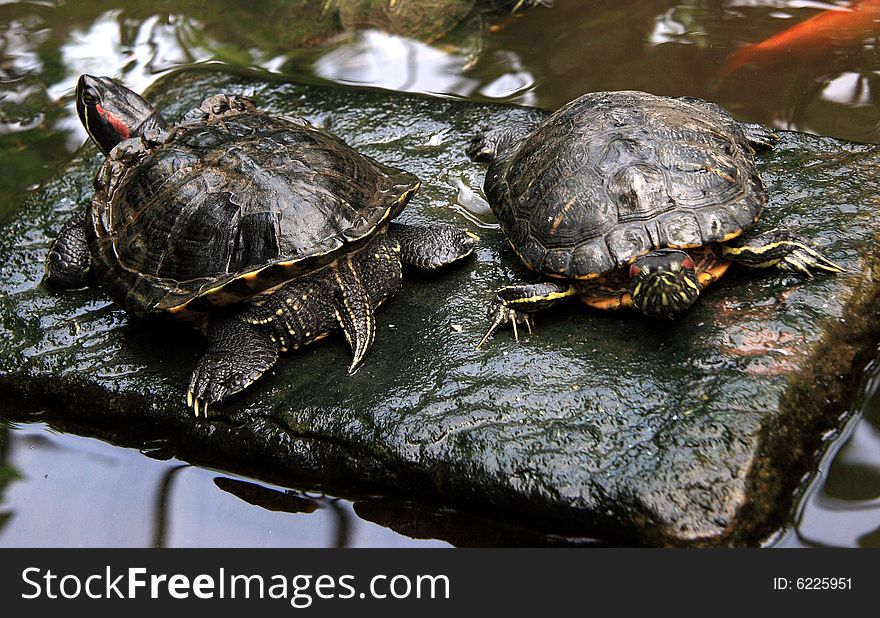 Terrapins