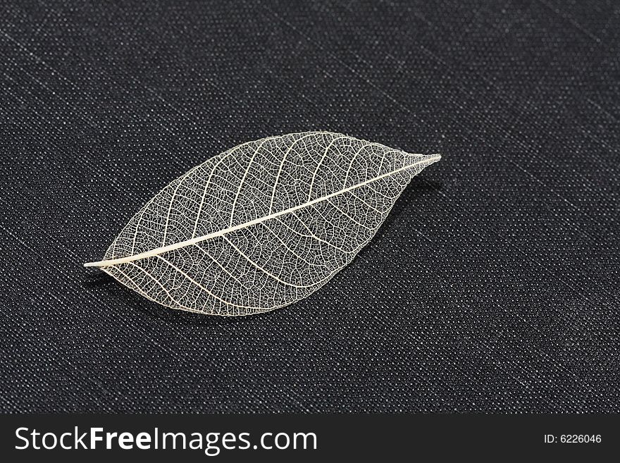Close-up of leaf skeleton on black book cover background (with clipping path).