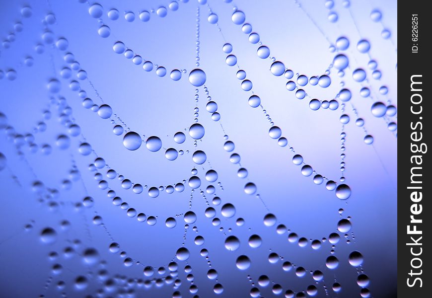 Close up of a spider web with dew drops. Close up of a spider web with dew drops