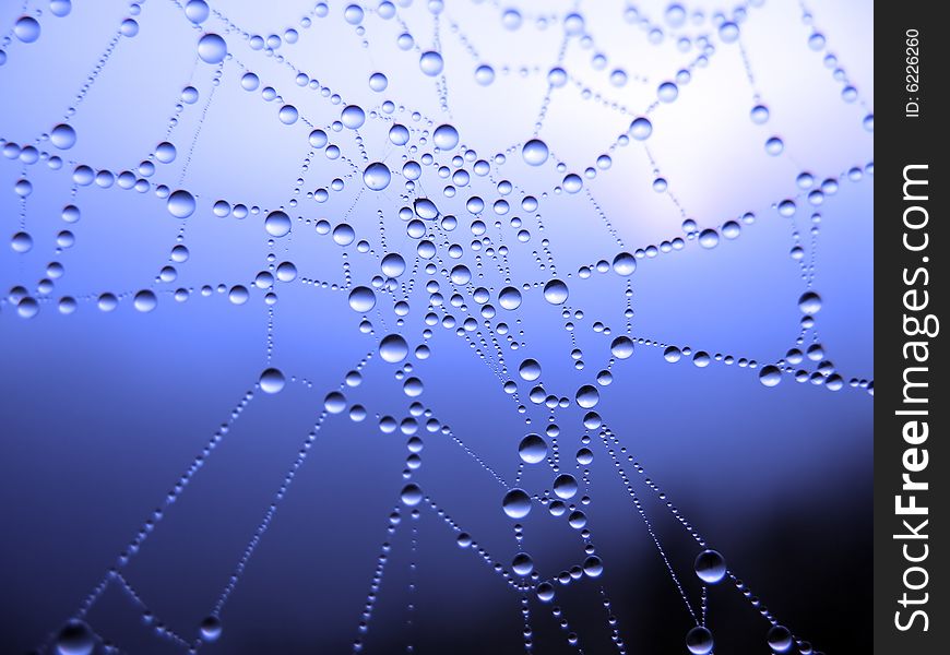 Close up of a spider web with dew drops. Close up of a spider web with dew drops